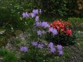 vignette Rhododendron Augustinii electra tout en douceur au 09 05 12