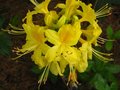 vignette Rhododendron Luteum trs parfum au 08 05 12