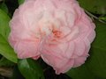 vignette Camellia japonica Cherryl Lynn toujours l au 09 05 12