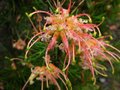 vignette Grevillea semperflorens desert flame au 08 05 12