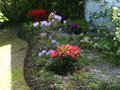 vignette Rhododendrons en compagnie au 07 05 12