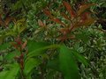 vignette Eugenia myrthifolia grandiflora au 10 05 12