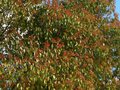 vignette Cinnamomum camphora immense et trs color au 10 05 12