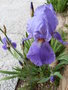 vignette iris des jardins