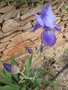 vignette iris des jardins