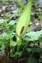 vignette Arum maculatum