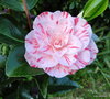 vignette Camlia ' WILLIAM BARTLETT ' camellia japonica