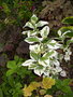 vignette Hydrangea macrophylla 'Teller variegated'