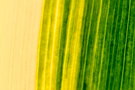 vignette Iris germanica aureovariegata