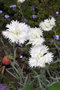 vignette Dianthus plumarius 'Mrs Sinkins'