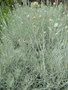vignette Helicrysum italicum