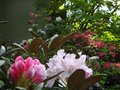 vignette Rhododendrons en bord de terrasse nord au 10 05 12