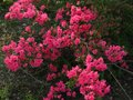 vignette Azalea japonica grandes fleurs doubles roses au 10 05 12