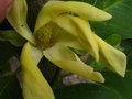 vignette Magnolia Daphn premire fleur au 14 05 12