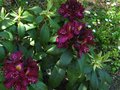 vignette Rhododendron Frank Galsworthy autre vue au 14 05 12