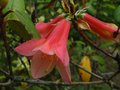 vignette Rhododendron cinnabarinum Revlon au 12 05 12