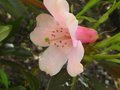 vignette Rhododendron Polyroy gros plan de sa trs grande fleur au 14 05 12