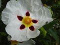 vignette Cistus Aguilari maculata et  sa magnifique grande fleur en gros plan au 15 05 12