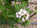 vignette Rubus fructicosus (fleurs)