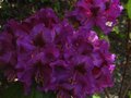 vignette Rhododendron Purple splendour au 15 05 12