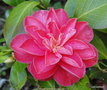 vignette Camlia ' HELENE BOWER ' camellia japonica