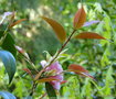 vignette Camlia ' SPRING FESTIVAL ' camellia hybride de cuspidata