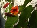 vignette Bignonia Capreolata premires fleurs au 10 05 12