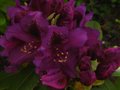 vignette Rhododendron Purple splendour gros plan au 11 05 12