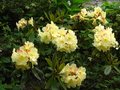 vignette Rhododendron Invitation toujours aussi beau et en forme eu 11 05 12