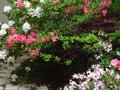 vignette Rhododendron Jolie Madame trs parfum et bien accompagn au 12 05 12