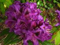 vignette Rhododendron Purple splendour gros plan au 12 05 12