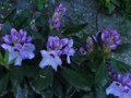 vignette Rhododendron Blue jay au 13 05 12