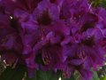 vignette Rhododendron Purple splendour gros plan au 15 05 12