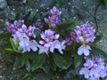 vignette Rhododendron Blue jay au 16 05 12