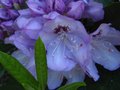 vignette Rhododendron Blue jay gros plan au 16 05 12