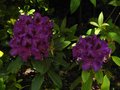 vignette Rhododendron Purple splendour au 16 05 12