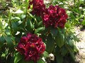 vignette Rhododendron Frank Galsworthy au 16 05 12