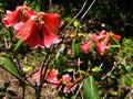 vignette Rhododendron cinnabarinum Revlon au 16 05 12
