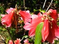 vignette Rhododendron cinnabarinum Revlon gros plan au 16 05 12