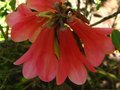 vignette Rhododendron cinnabarinum Revlon gros plan1 au 16 05 12