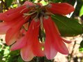 vignette Rhododendron cinnabarinum Revlon gros plan2 au 16 05 12