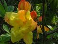 vignette Rhododendron Boutidouble premires fleurs doubles parfumes au 16 05 12
