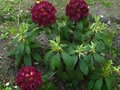 vignette Rhododendron Frank Galsworthy au 17 05 12