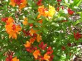 vignette Rhododendron Glowing embers premires fleurs trs parfumes au 17 05 12
