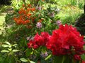 vignette Rhododendrons en compagnie au sud ouest du jardin en sous bois au 17 05 12