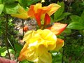 vignette Rhododendron Boutidouble aux fleurs doubles parfumes au 17 05 12