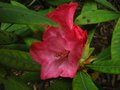 vignette Rhododendron Ana petitement fleuri au 18 05 12