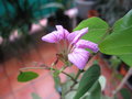 vignette Bauhinia bartlettii fleur