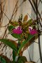 vignette Cattleya aclandiae