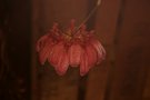 vignette Bulbophyllum (longiflorum)